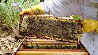 Orienting and Setting Up a Bee Hive