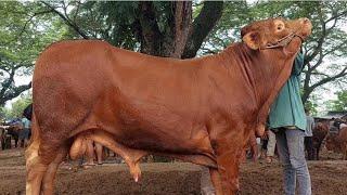 16.500‼️EMAN KALO DI POTONG LIMOSIN CALON JUMBO | Pasar Sapi Jatirogo