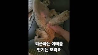 아빠 퇴근만 기다리는 보리ㅎ