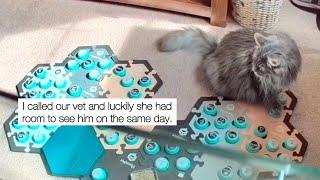 Cat Uses Talking Buttons to Alert Owner of Serious Health Issue