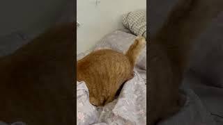 고양이 종이 장난감(영수증)