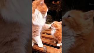 MOM AND KITTEN #cat #cats #catlover #catvideos