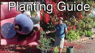 How to Plant a Blueberry Plant in pots - The ideal Potting mix