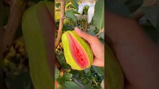 Red diamond guava 1 new varieties #reddiamondguava #guavafarming #reddiamond #farming