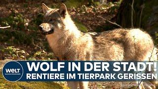 COTTBUS: Rentiere im Tierpark gerissen! Ein Wolf streift durch das Stadtgebiet