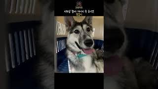 지하실 철제케이지속 유기견의 마지막 이야기 #견생역전 #견생역전_해피