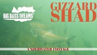 Gizzard Shad Underwater   Big Bass Dreams Underworld