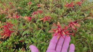 Firebush is especially beautiful in Autumn  and winter