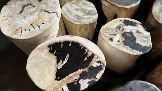 Petrified Wood Stump Stools at Design MIX 