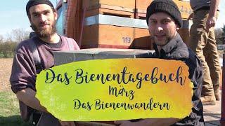 Die Bienen-Wanderung ins Rheintal | Das Mellifera-Bienentagebuch | März