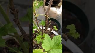 Growing red currant in pot (red lake variety)