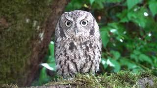 Tiny Owl Pinecone Has Big Bird Energy