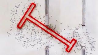 Ants are Getting Smarter