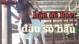 bán dê Boer đầu sô bầu lh 0398424632 @hiepde