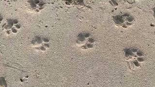 Tiger's residence. Territory of Tiger's. Land of Tiger. Chitwan National Park, Nepal. @2022