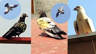 15 Kabootar Wala Cup | Pigeon Landing || Hashim Mahmood Pigeons