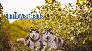 Taking my alaskan malamute to the Sunflower field