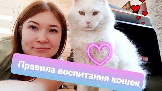 ЖИЗНЬ С МЕЙН-КУНАМИ / ПРАВИЛА ВОСПИТАНИЯ КОШЕК