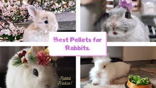 BEST Pellets for Rabbits | Choosing the rabbit pellets for their diet.