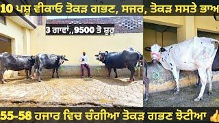 10 ਪਸ਼ੂ ਵੀਕਾਓ। Buffalo and cow for sale/vadiya farm/10-3-25