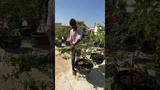 Best time to prune hibiscus plants 