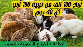 مشروع تربية الأرانب في المنزل 2025 : أفضل السلالات لدراسة جدوى تربية 10 أرانب بأقل تكلفة وأعلى ربح