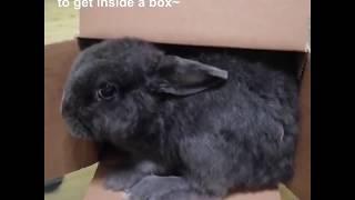 Bunny Play Time
