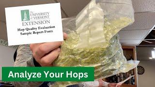 Wild Hops Lab Analysis: What Were The Results?  Brew Dudes