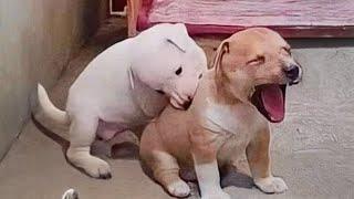 These Puppies Are Just Here to Make You Laugh  Funniest Animal Videos