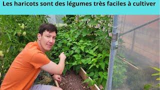Les haricots sont des légumes très faciles à cultiver