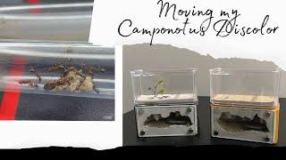 Moving my Camponotus Decipiens colonies into a new setup!