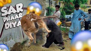 Qasai ka sar phaar diya |Dangerous Cow Qurbani |bakra eid 2023