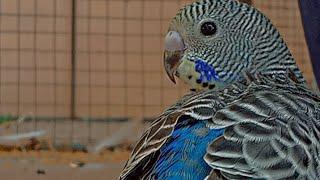 Mashallah Blue beauty  | Vip birds zone|