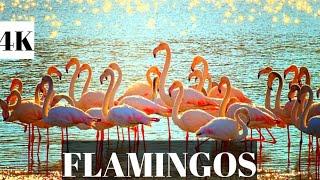 These Flamingos-| Have Sweet Dance Moves | Wild Argentina-| with relaxing music