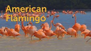 American Flamingo: Striking Straggler