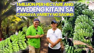 1 million/hectare Posibleng Kitain sa Cardava Variety na Saging