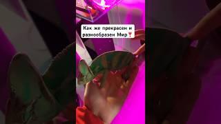 У Вас есть домашний питомец??Хочу теперь завести хамелеона #happy #animals #world #nature #love