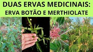 DUAS ERVAS MEDICINAIS: ERVA BOTÃO E MERTHIOLATE | CONFIRA ESSAS MARAVILHAS DO NOSSO JARDIM!