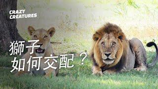 獅子如何交配？｜奇怪動物紀錄片