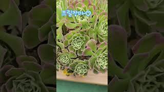 이봐ㅡ이봐ㅡ진짜 비슷하죠? 똑같은 화분에 식재해놓으면 못찾긋죠? 속지말자 화장빨ㅡ다시보자ㅡ조명빨ㅡ #박서진가수님 #테스형 #에오니움 #프릴장미 #모카라떼ㅡ1004  #현역가왕2
