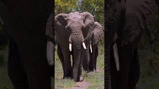 Elephant! #youtube #ytshorts #shorts #ElephantLove #trending #SaveTheElephants #ElephantConservation