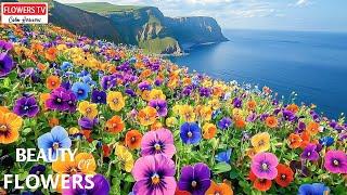 Soothing Floral Melody  Relaxing Piano Melodious Beauty Helps Calm Your Mind And Relieve Stress#38