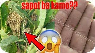 VISIBLE ANG MGA SAPOT PAG GANITONG ORAS, TRY MO MAGHANAP NG GANITO