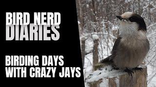 Birding Days With My Crazy Jays | Bird Nerd Diaries