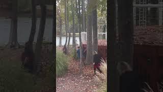 BEING A BYSTANDER went RIGHT #shorts #proposal #love #lake