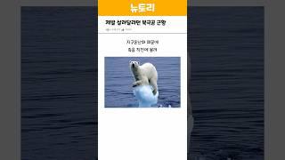 갈곳이 없다던 북극곰 근황