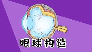 医学漫画 | 【眼球构造】一图过目不忘房水循环和青光眼Medical  | [Eyeball Structure]  the aqueous circulation and glaucoma