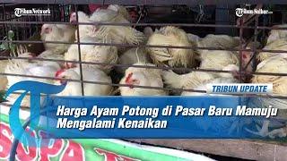 Jelang Tahun 2025, Harga Ayam Potong di Pasar Baru Mamuju Mengalami Kenaikan