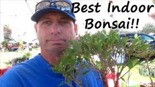 The Best Indoor Low Maintenance BONSAI!!!