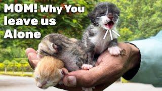 Stray Kittens Found Alone – Will They Survive Without a Mother?